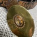 Chicos belt metallic paisley print buckle gold embossing on brown leather L -XL