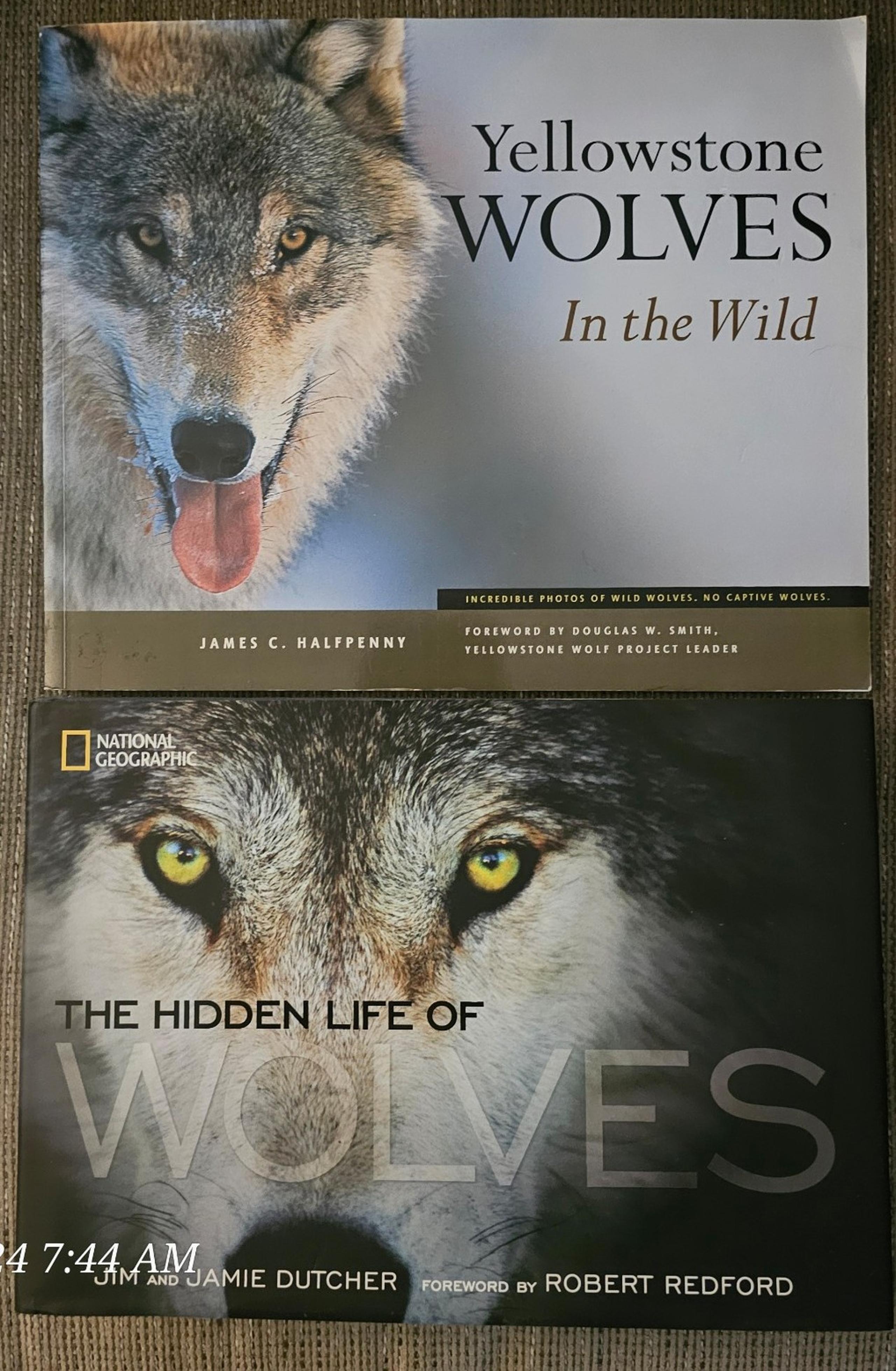 Yellowstone Wolves In The Wild ,National Geographic The Hidden Life Of Wolves