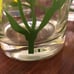 Vintage Glass Yellow Flower Cups Cera