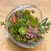 Succulent arrangement/ centrepiece / birthday gift/ home decor
