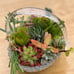 Succulent arrangement/ centrepiece / birthday gift/ home decor