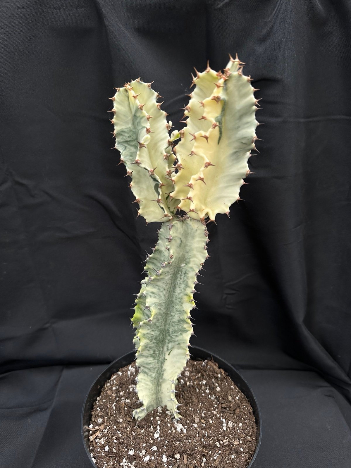 Variegated Euphorbia Amak cactus