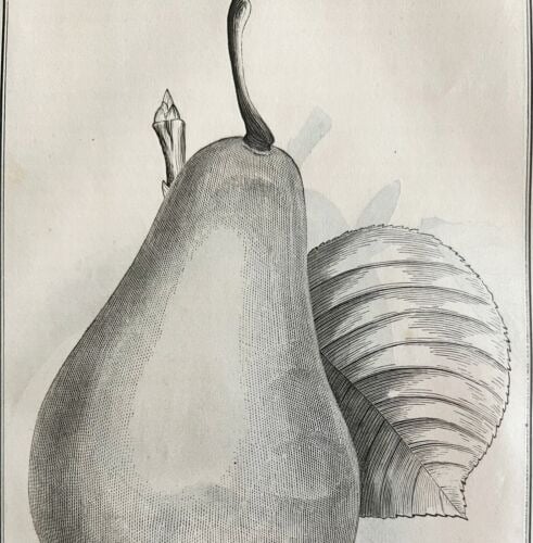 Vicar Of Winkfield Pear 1863 Victorian Agriculture Steel Plate Fruit Art DWZ4A