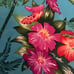 Anne Klein Silk Scarf Vintage Tropical Print on Turquoise