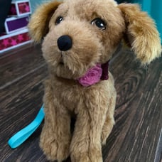 Tenney's Golden Retriever