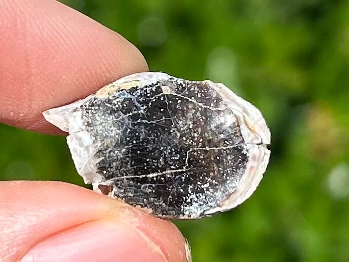 Rare Jurassic Sauropod Dinosaur Tooth Fossil Madagascar Isalo IIIb Formation