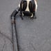 STIHL BR600 MAGNUM BACKPACK BLOWER... PARTS OR REPAIR