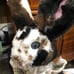 rabbit doll