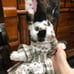rabbit doll