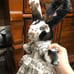 rabbit doll