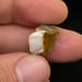 Starry White Spencer Idaho Opal Parcel With 360° Bright Bars