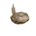 Fables “Adoration” Unicorn Figurine Limited Edition Holland Studio
