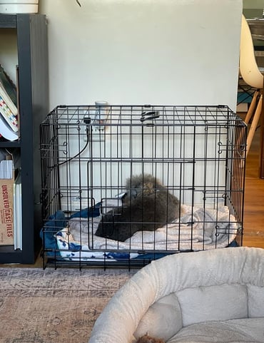Dog Crate, 30 Inch Medium Double Door Dog Cage with Divider Panel and Pan