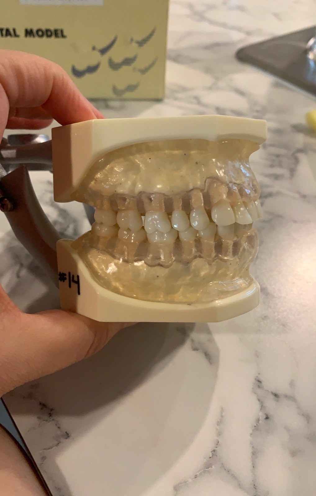 Nissin Dental Model | Asian Medicos Enterprise