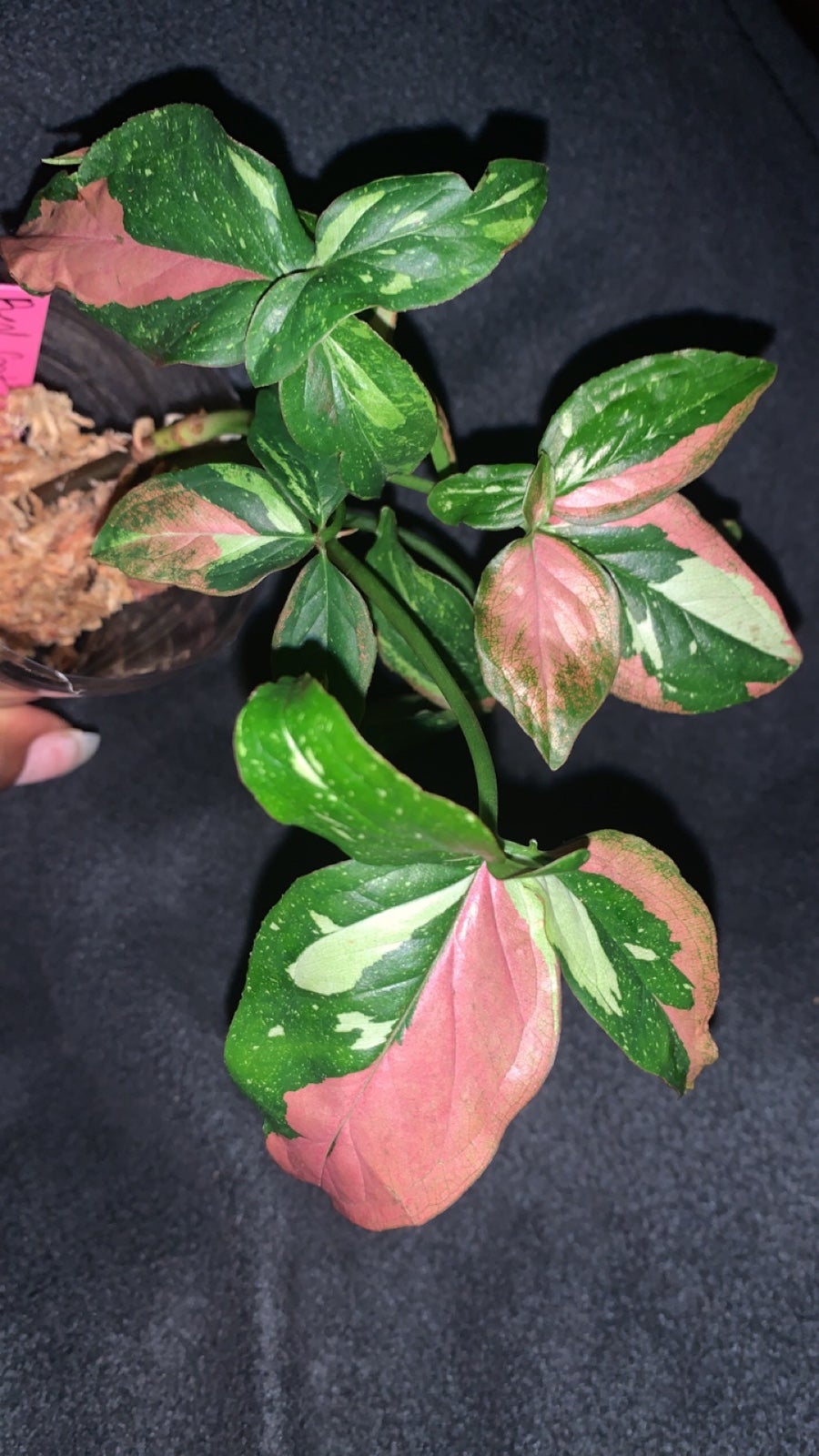 Red Spot Tricolor Syngonium