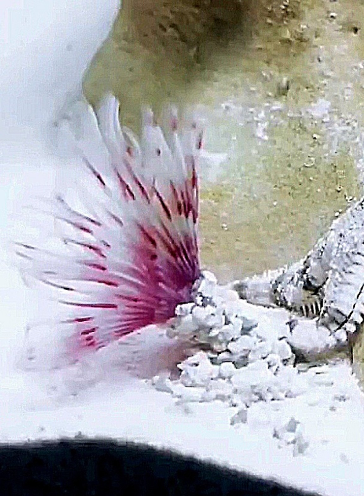 Saltwater Reef~Live Assorted Feather Duster [1] Invertebrate