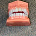 Dental Teeth Model for Patient Education