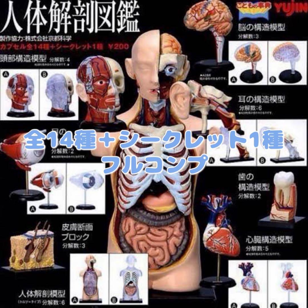 【Full Completion】YUJIN Human Anatomy Encyclopedia 15-piece Set