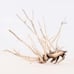 Manzanita 17 Branch, Aquascape Driftwood, Aquarium Wood Arch, Fish Tank Decor,