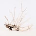 Manzanita 17 Branch, Aquascape Driftwood, Aquarium Wood Arch, Fish Tank Decor,