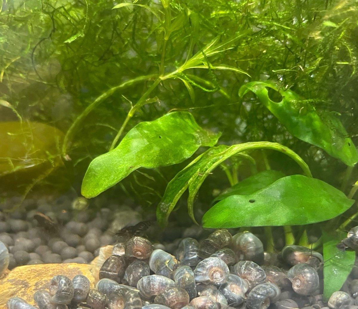 20 Blue / Grey / Brown Ramshorn Snail
