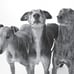 Greyhounds-AIM-1584797355