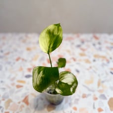 Scindapsus White Monster