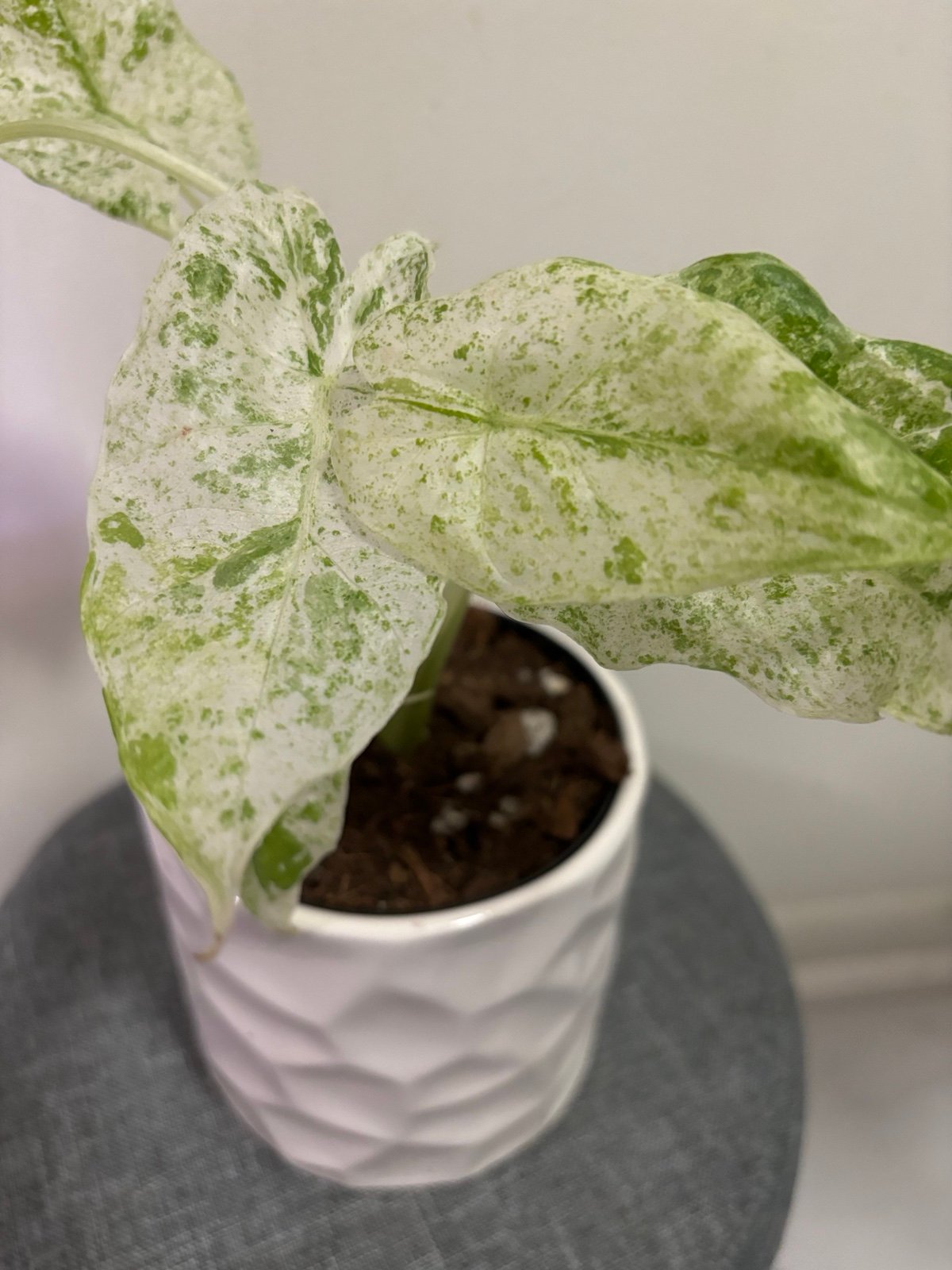 Rare Alocasia Odora Batik 4”