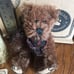 Boyd’s Bears 1997 Limited Edition Mohair