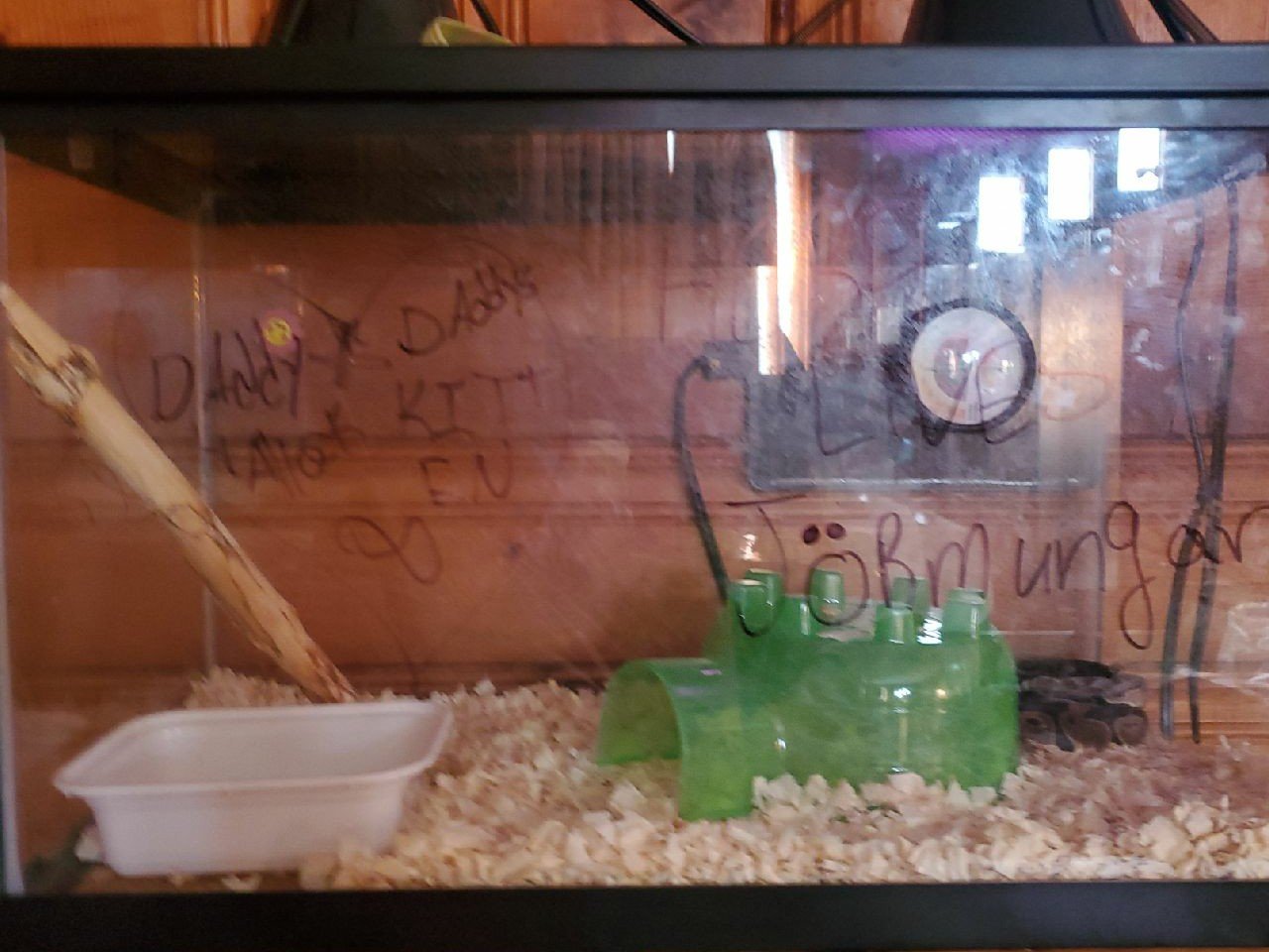Tank with gerbil home gerbil wheel and water bottle and food dish
