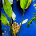 (1)Red/Maroon Ozelot Sword- live aquarium plants~Aquatic