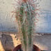Oreocereus celsianus cactus aka Old Man of the Andes