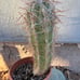 Oreocereus celsianus cactus aka Old Man of the Andes