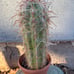 Oreocereus celsianus cactus aka Old Man of the Andes