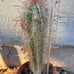 Oreocereus celsianus cactus aka Old Man of the Andes
