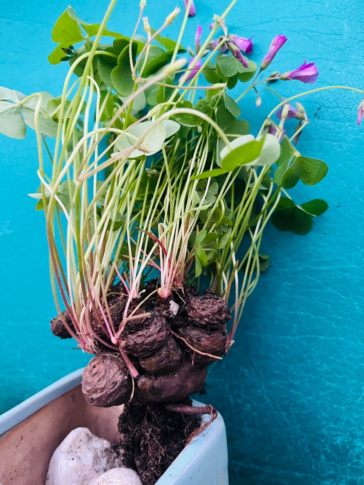 Rare Green Shamrocks/bonsai/Oxalis Triangularis/Lucky Plant/Love Plant/Wood Sorr