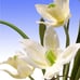NIB National Tree Company Faux Yellow Orchid Flowers