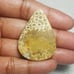 Fossil Coral Natural Gemstone Cabochon