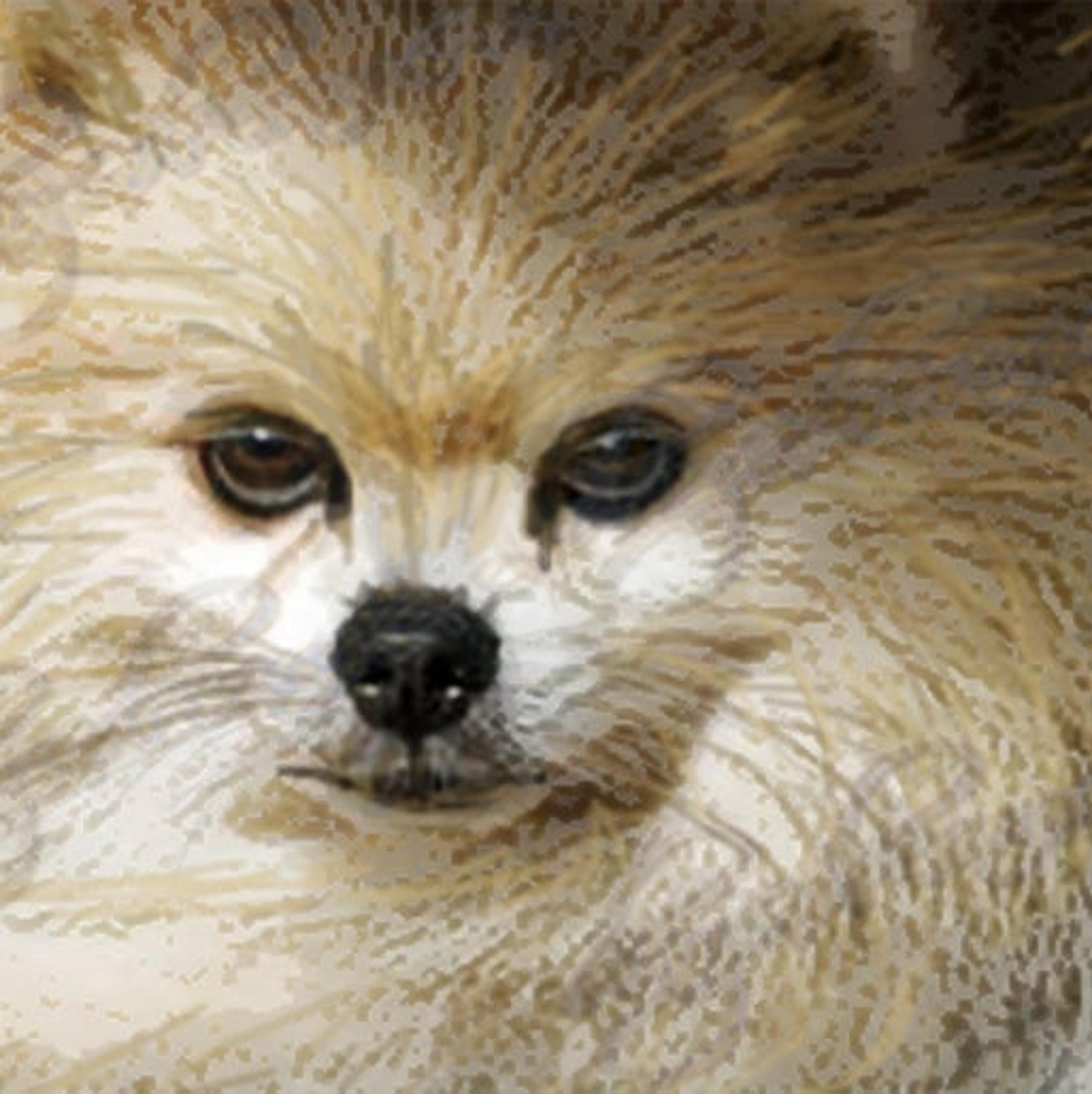 Cream Pomeranian PomPom Dog Pet Portrait Print 8.5x11