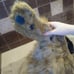 Fursuit pants with atached tail