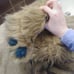 Fursuit pants with atached tail