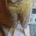 Fursuit pants with atached tail