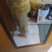 Fursuit pants with atached tail