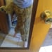 Fursuit pants with atached tail