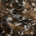1 set of ENBRIGHTEN white string lights