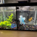 fish tanks