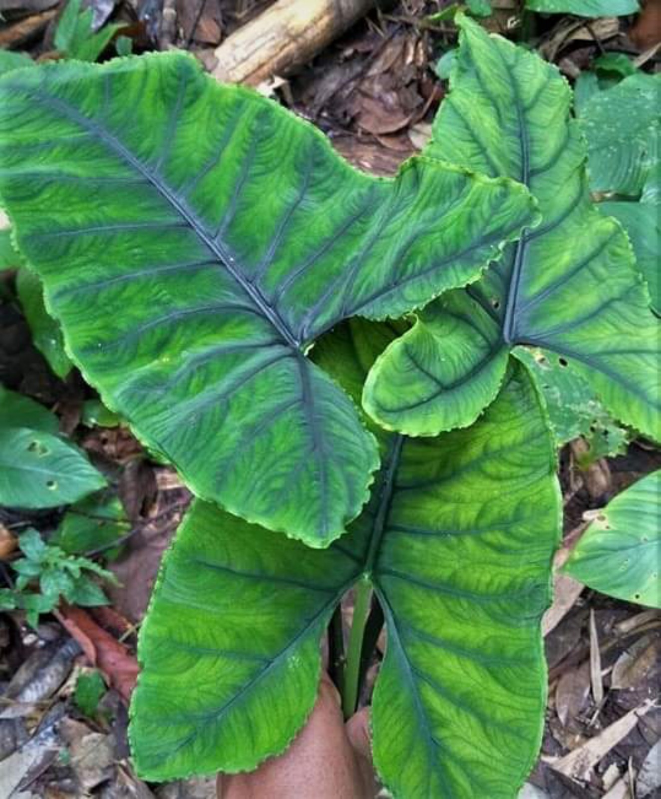 Rare Alocasia - Olani Corm - 1 CORM
