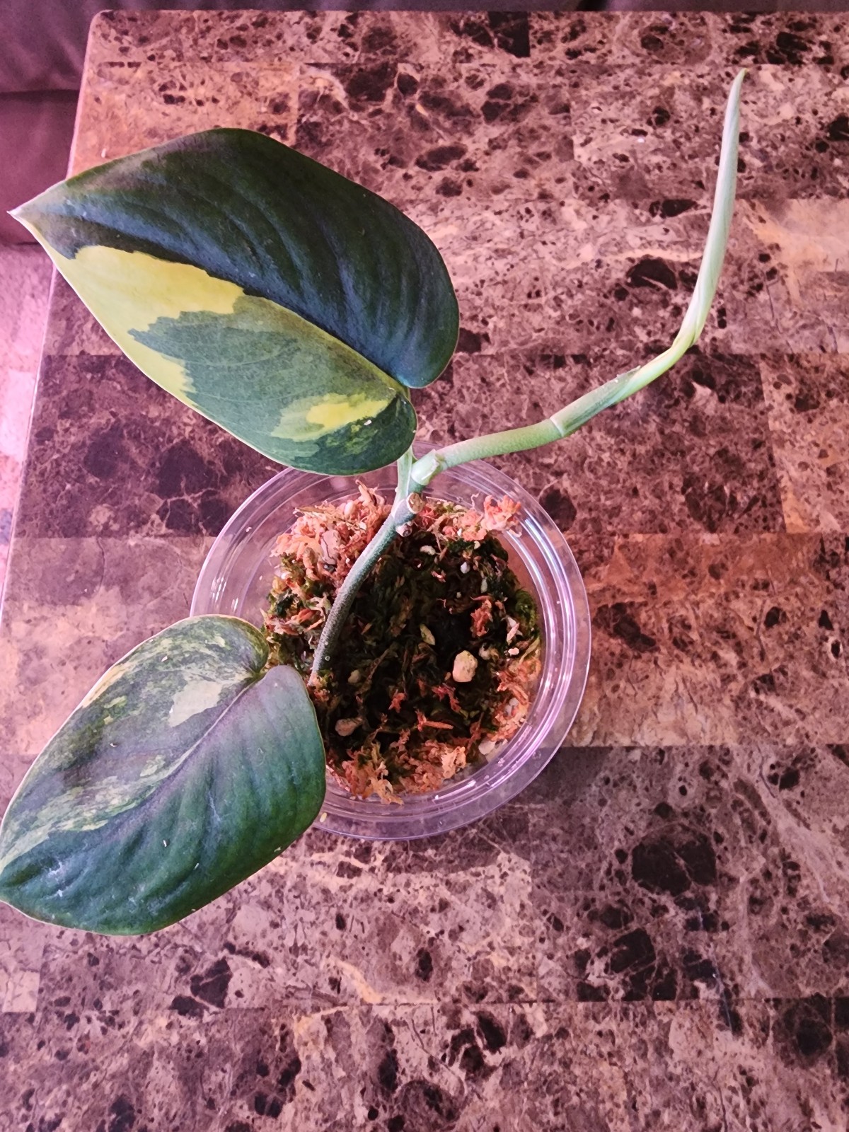 Scindapsus Jade Satin Aurea Variegated 2 Leaf Rooted Cutting