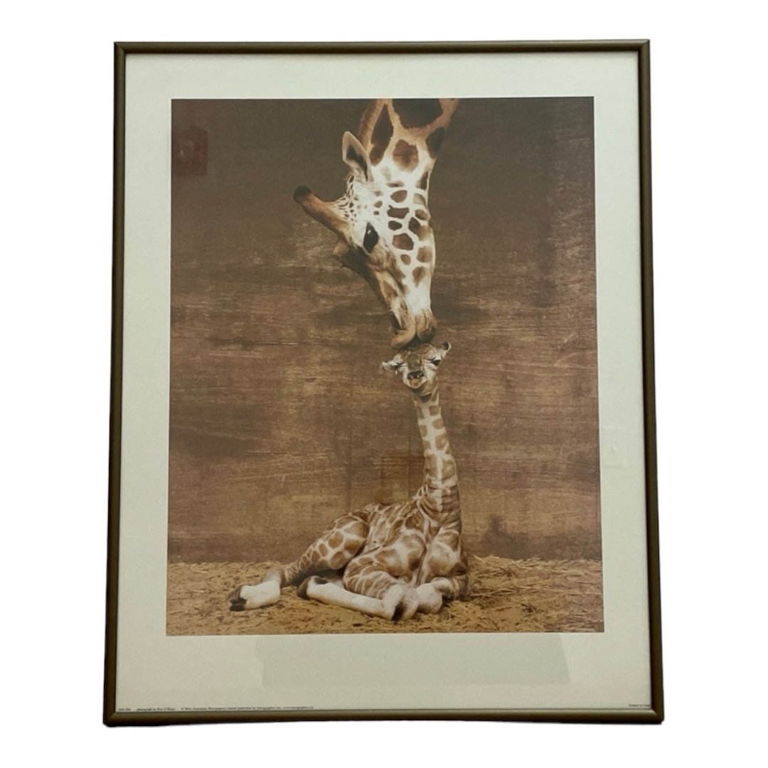 Makulu Giraffe Mother Love First Kiss