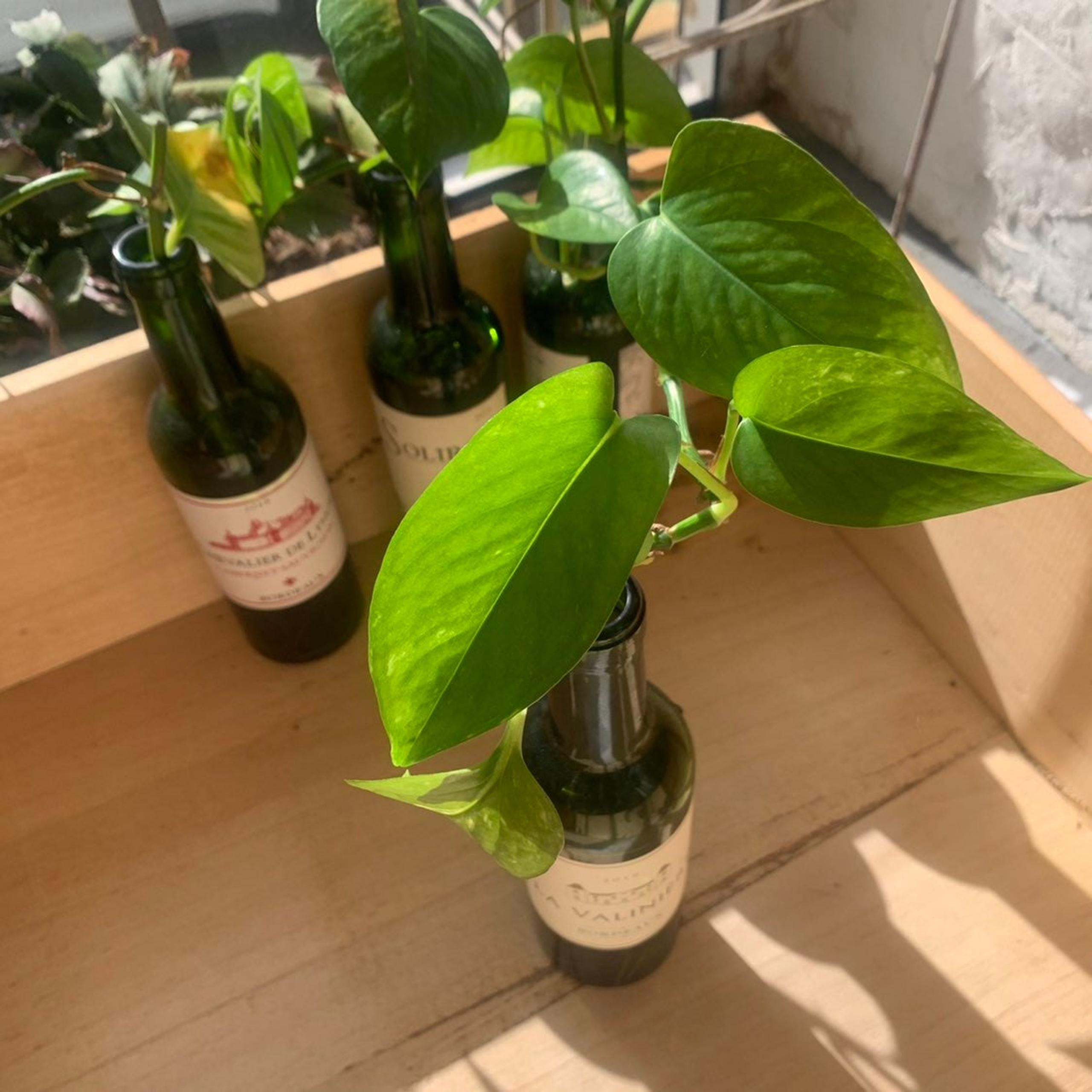 6' Verigated Neon Pothos
